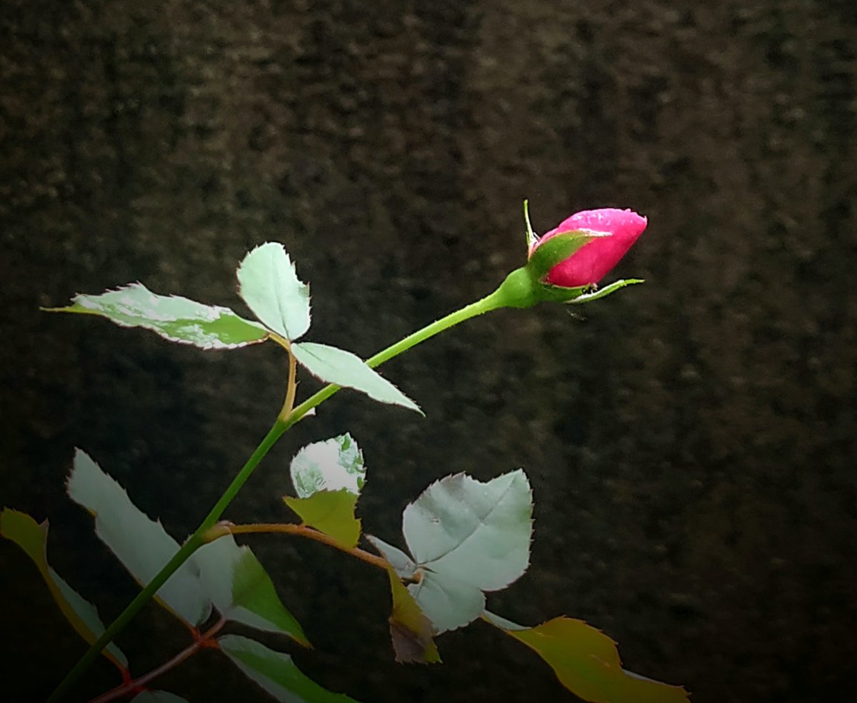 September serenity ...🌹✨

#AkshArt
#SeptemberWish
#theme_pic_india_RO3