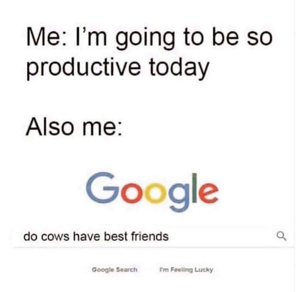#Google #Cows 🤣🐮