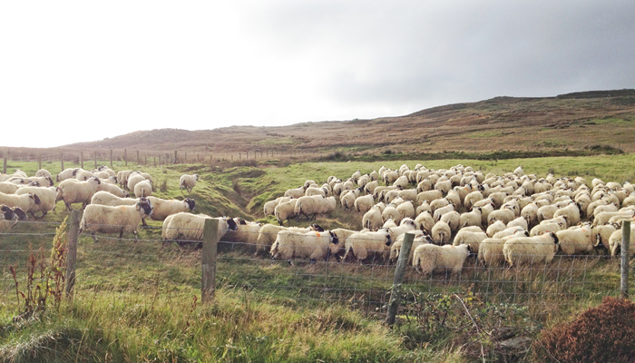 Teagasc (@teagasc) on Twitter photo Joanne Masterson, Drystock Advisor <a href="/TeagascGC/">Teagasc Galway/Clare</a> tells us about the Kerrigan family’s journey in developing an organic hill sheep system Co. Galway. Read more: bit.ly/3JBEwcm Joanne Masterson, Drystock Advisor <a href="/TeagascGC/">Teagasc Galway/Clare</a> tells us about the Kerrigan family’s journey in developing an organic hill sheep system Co. Galway. Read more: bit.ly/3JBEwcm