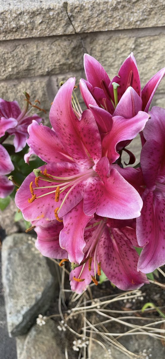 Morning🌸…. Happy #MagentaMonday 😊…. The start of a new week &amp; month…. Embrace, enjoy &amp; have a good one…. #GardeningX #Sept #HutchGarden 💕