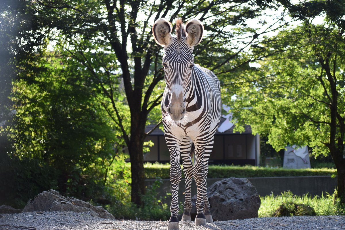 いしかわ動物園【公式】 on X
