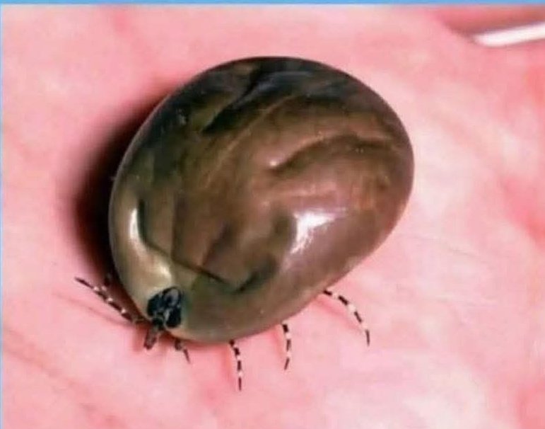 What do you call this animal in your local language