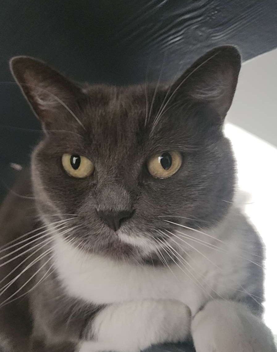 Pims 🐈‍⬛ tweet media