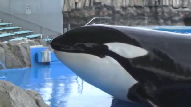 【調査】名古屋港水族館のシャチ・アース、直接の死因は「腸捻転」
news.livedoor.com/article/detail…

アースは食欲が落ちたり嘔吐するなどの異変が見られ、8月3日に息を引き取った。動物が「腸捻転」で死ぬことは珍しいことではないというが、なぜ「腸捻転」になったのかは分かっていない。