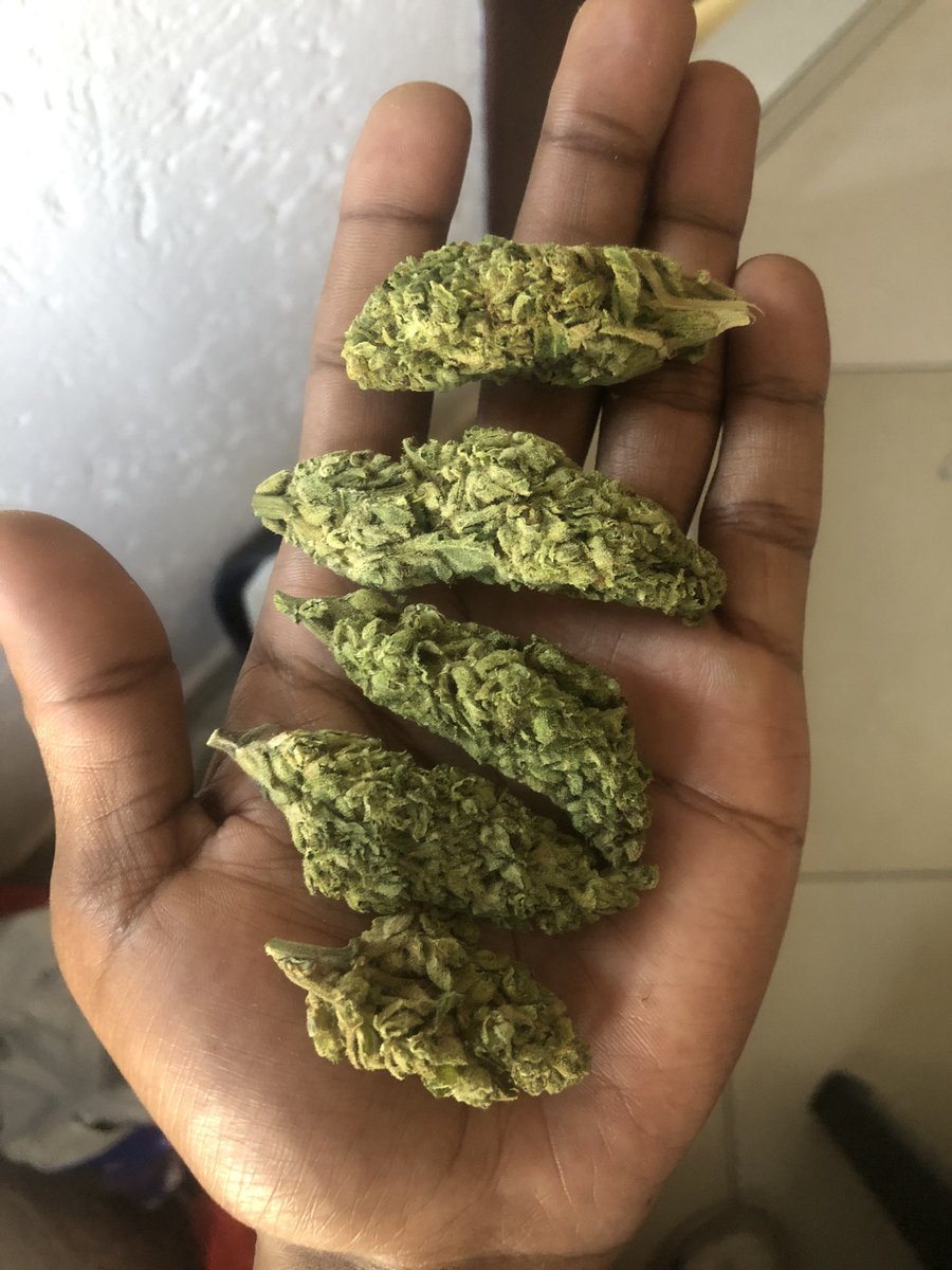 bUdbUddy_Shop's tweet photo. Fresh greenhouse WHITE WIDOW 👩🏽‍🦳💠 just landed available in micro &amp; bulk order

DM, comment or interact for prompt assistance 😆☎️

Collection In Johannesburg, nationwide delivery overnight 🛩️🇿🇦🍀 #MMemberville #cannabisculture #weedlovers #stonerbabes #420friendly https://t.co/pot228bBcO