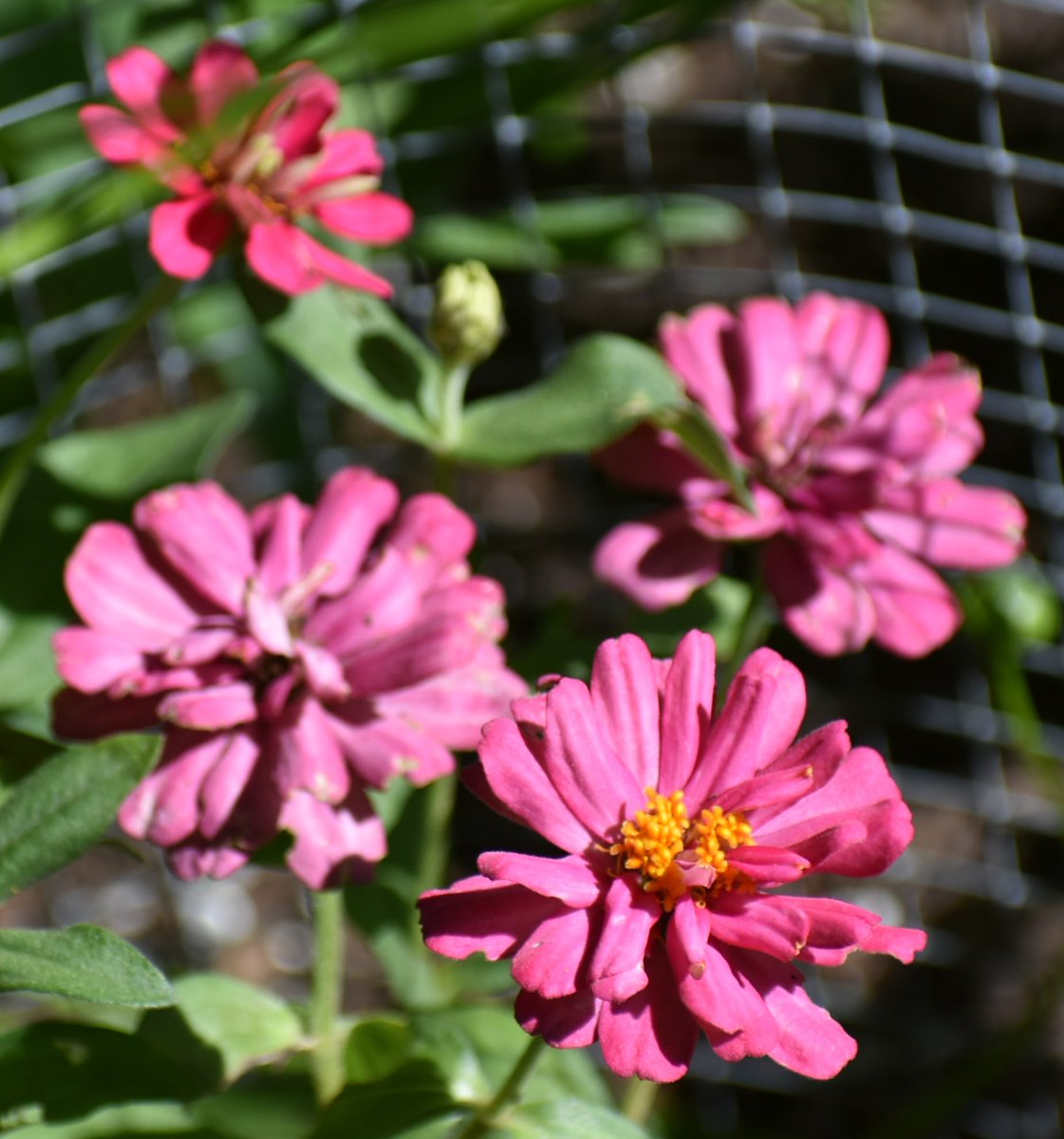 It's Monday☕️☕️... 
Happy #MagentaMonday #mygarden #FlowersonX #GardeningX