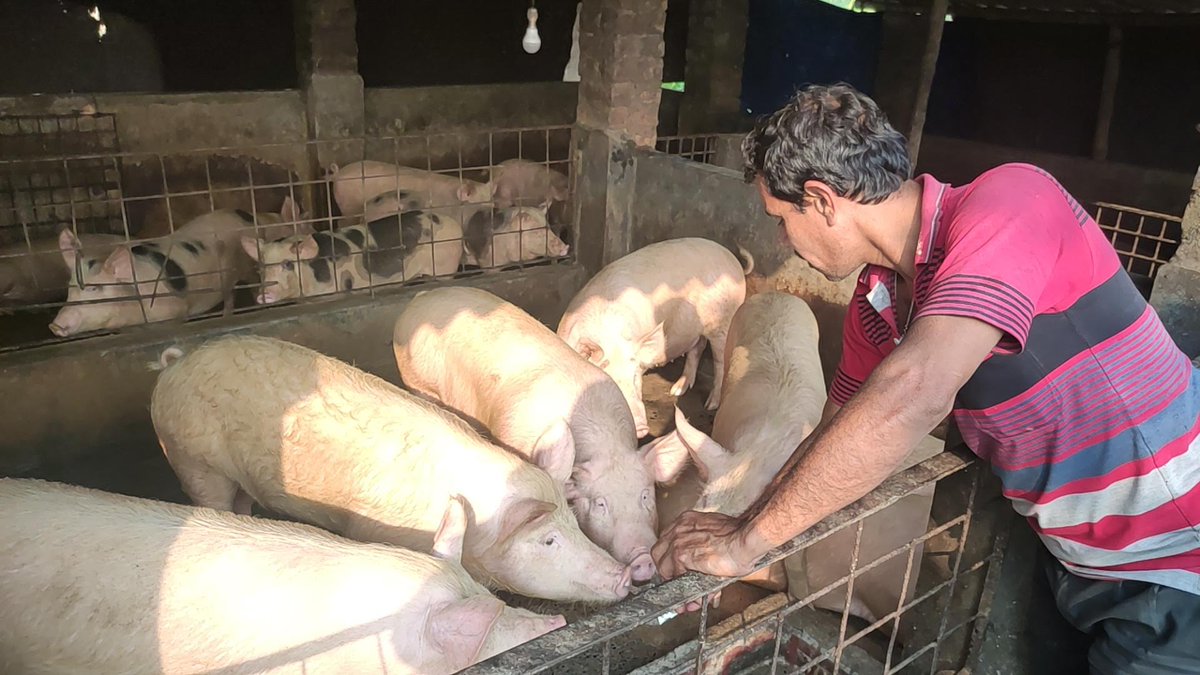 🐖🌸 Legacy of Empowerment!

Bankatilla Mahila Kalyan Samiti, an elderly SHG of Sabroom Nagar Panchayat, formed in 2002, is engaged in piggery farming 🐷.

From one generation to the nxt, members continue this journey, earning a handsome livelihood with dignity &amp; self-reliance.💪