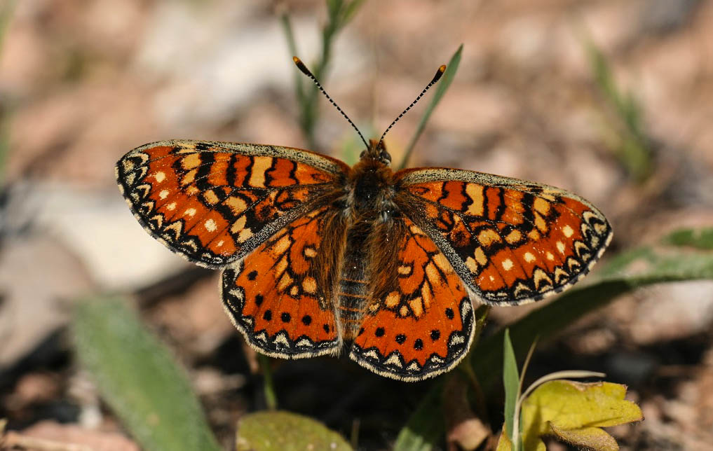 Mariposa Nature Tours tweet media