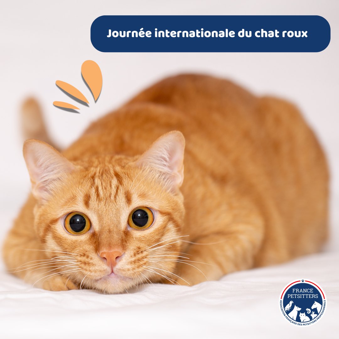 France Petsitters tweet media