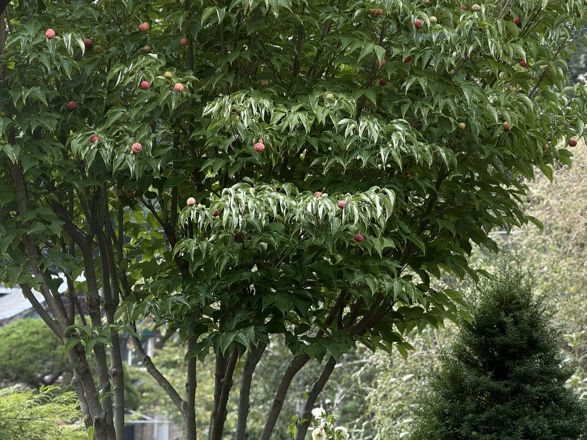 산딸나무 열매가 익어가는 계절.•🍃