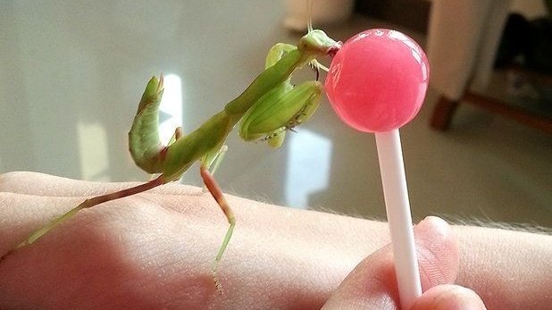 PHONEGING1's tweet image. a tasty treat!