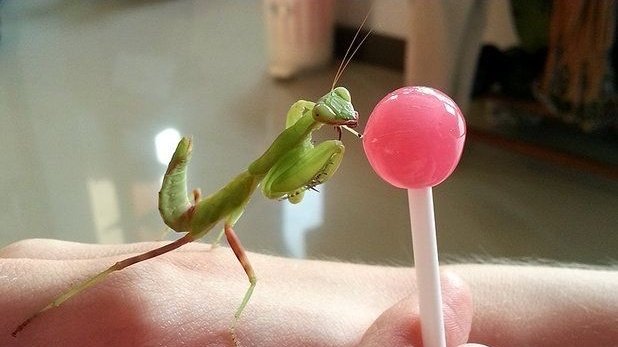 PHONEGING1's tweet image. a tasty treat!