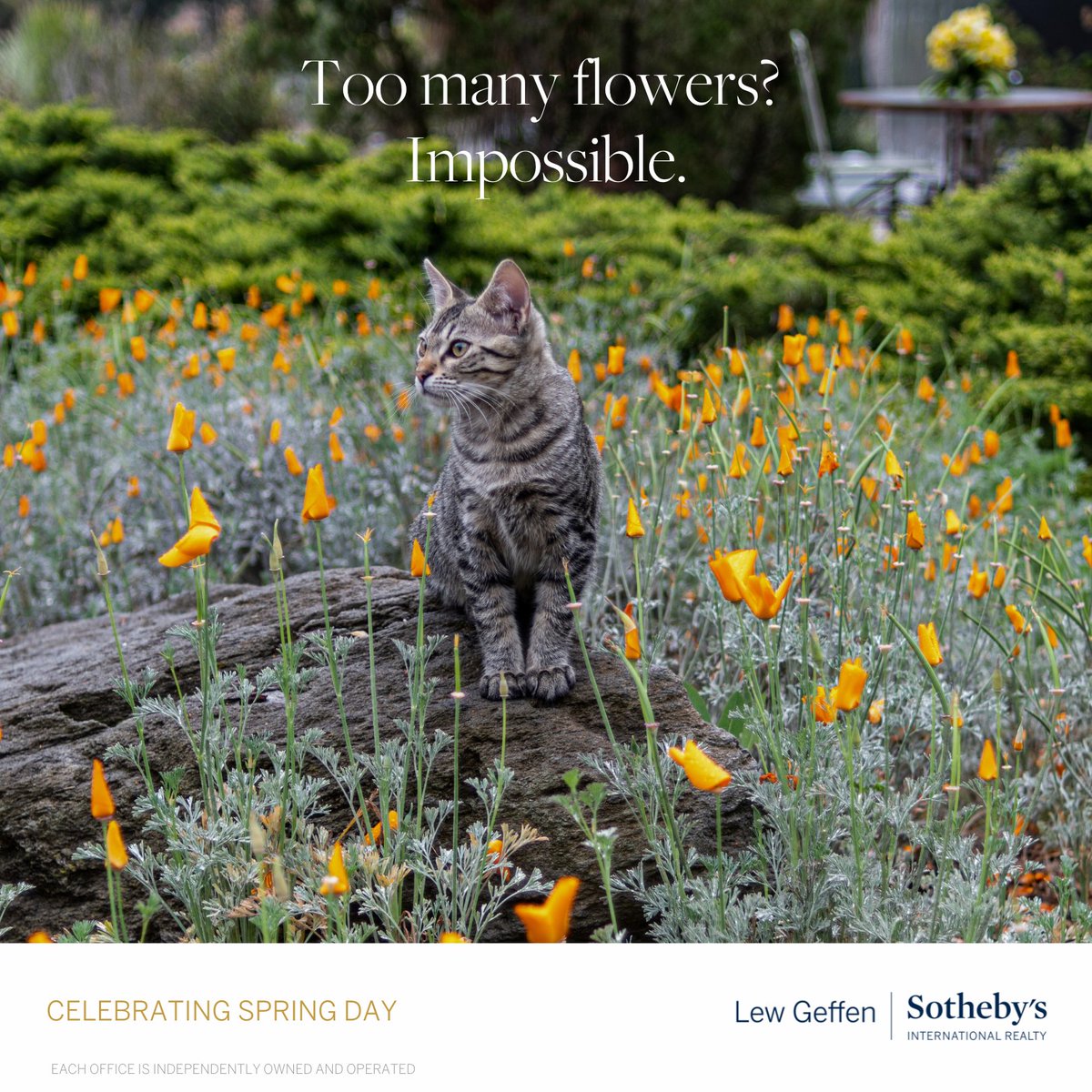 KnysnaSir's tweet image. Spring: a lovely reminder of how beautiful change can truly be.

What a re-leaf! It&apos;s finally spring!

@KnysnaSir
#spring #newbeginnings #firstdayofspring #gardenroute #knysna
