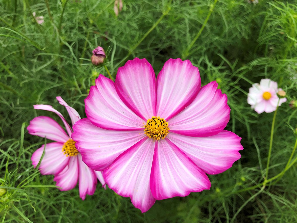 今日は #コスモスの日 
ホワイトデーから半年、プレゼントにコスモスを添えて気持ちを確認する日。コスモスはギリシャ語の秩序を意味する「Kosmos」が由来で、英語の「Cosmos」（宇宙）のルーツ。規則正しく並ぶ美しい花びらを見に出かけてみてはいかがですか🌸
#SSSのイメージセンサーでとらえる世界