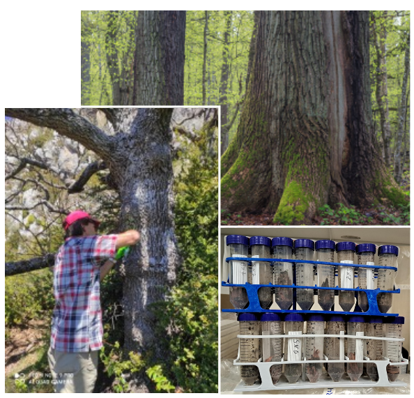 Nicolò Tellini tweet media