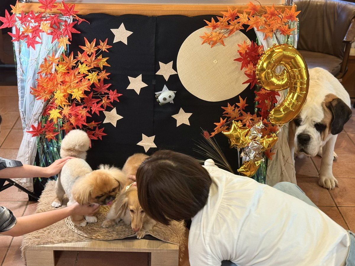 わんちゃんのハウスです わんちゃんのハウスです Amazon | PAWZ Road 犬 ベッド ドーム