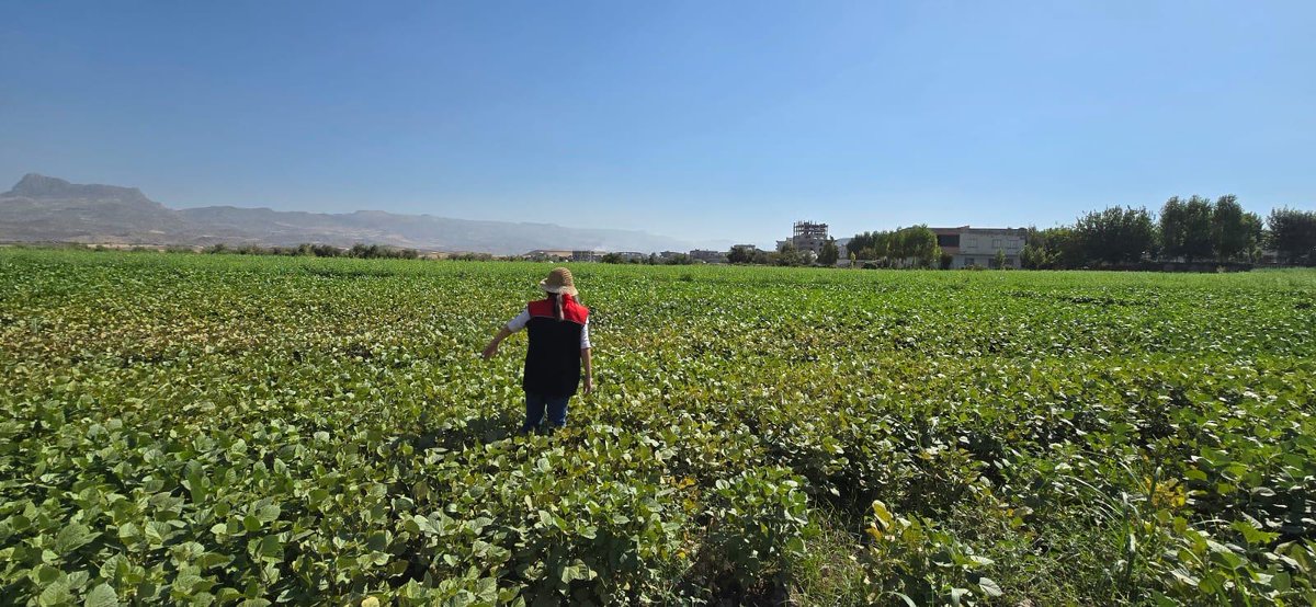 GidaveKontrolGM's tweet photo. 📍#Şırnak’ta Susam Üreticilerine Bilgilendirme! 🌞
📌Coğrafi işaretli #DergulTahiniiçin #susam yetiştiren üreticilerimize, teknik personelimizce hastalık ve zararlılarla mücadelekonularında bilgilendirme yapıldı. 🌾👨🌾
✅ Sağlıklı ürün
✅ Kaliteli üretim
✅ Yerel değerlerimizi koruyoruz 🌿
@TCTarim