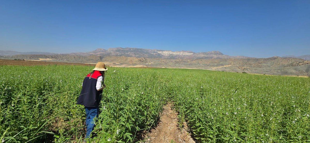 GidaveKontrolGM's tweet photo. 📍#Şırnak’ta Susam Üreticilerine Bilgilendirme! 🌞
📌Coğrafi işaretli #DergulTahiniiçin #susam yetiştiren üreticilerimize, teknik personelimizce hastalık ve zararlılarla mücadelekonularında bilgilendirme yapıldı. 🌾👨🌾
✅ Sağlıklı ürün
✅ Kaliteli üretim
✅ Yerel değerlerimizi koruyoruz 🌿
@TCTarim