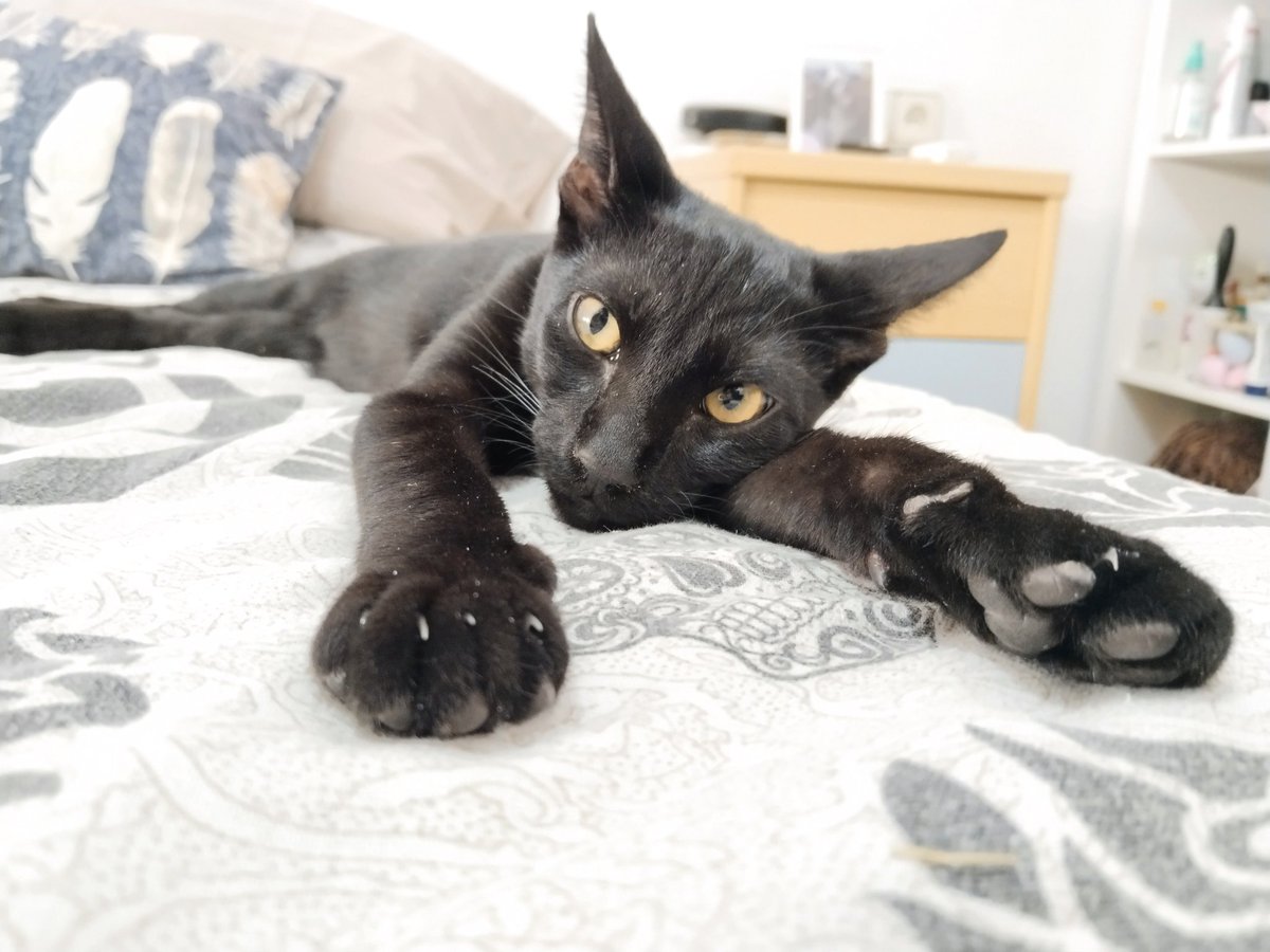 <a href="/Gusit12/">Gusa 🐾☭</a> Son un regalo 🎁 lo triste es que la mayoría de personas no saben lo que se siente al rescatar una criatura de la calle, para mí es el acto más maravilloso que se puede hacer en este mundo. Así que gracias a tí por rescatar a ese pequeñajo ❤️