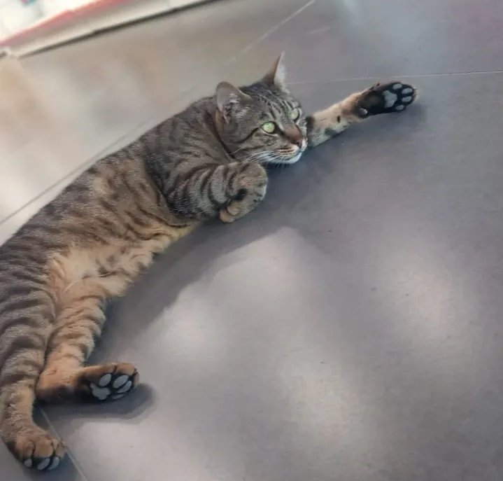 Mikel Beylikdüzü Kameroğlu şubesi,1.5 yıldır bakılan kedimiz Milenayı bagaja koyup bilinmeze atalı 3 hafta oldu!!! 
İnstagramda yorumlarımızı siliyorlar. Lütfen sesimizi duyurmamıza yardımcı olun! 
<a href="/bendogurdum/">🪼Denizanası 🪼</a>
<a href="/berkozdemiirrr/">berk</a>
<a href="/cattingwoman/">animallover</a> <a href="/tunaarman1/">tuna arman</a> <a href="/elifkedisii/">Elifkedisi</a> <a href="/dnzzelif/">Elif, Bella&Simba 🦁</a>