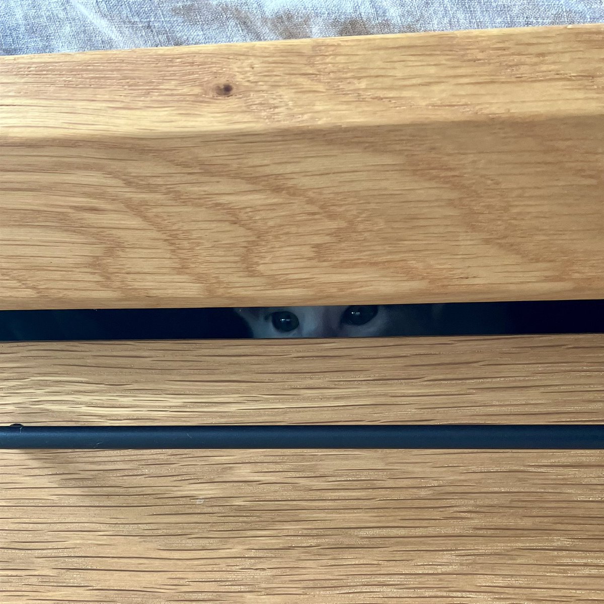 おる。
(預かりボラさんのお家)