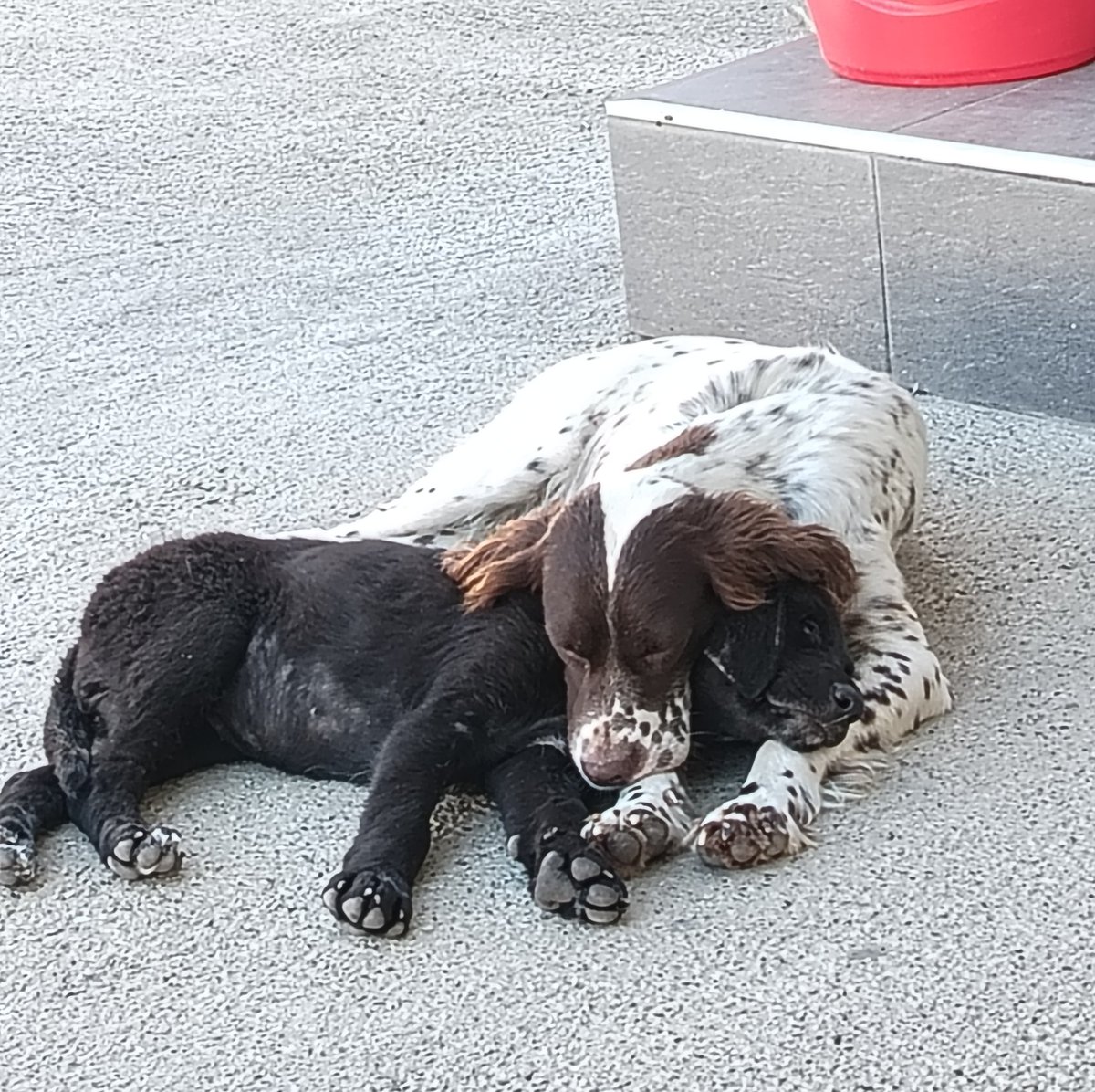MilojkoDragojl2's tweet photo. Majka i sin. Uselili se u Pet shop. Bar da neko hoće da ih udomi. Dva anđelčića. https://t.co/vzNrwUgWQP