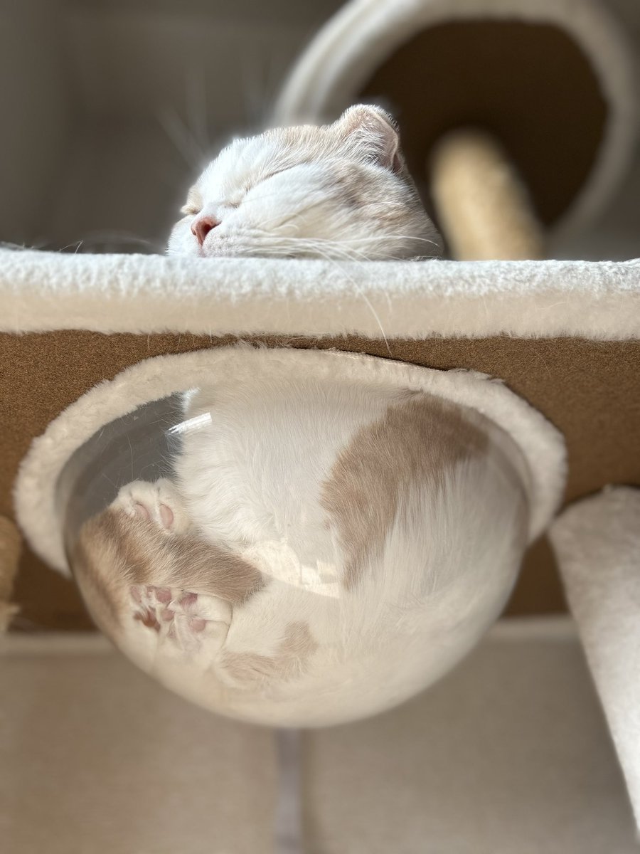 tororo1215x's tweet photo. いい眺め🤍🐾໊ https://t.co/SeAdorytpt