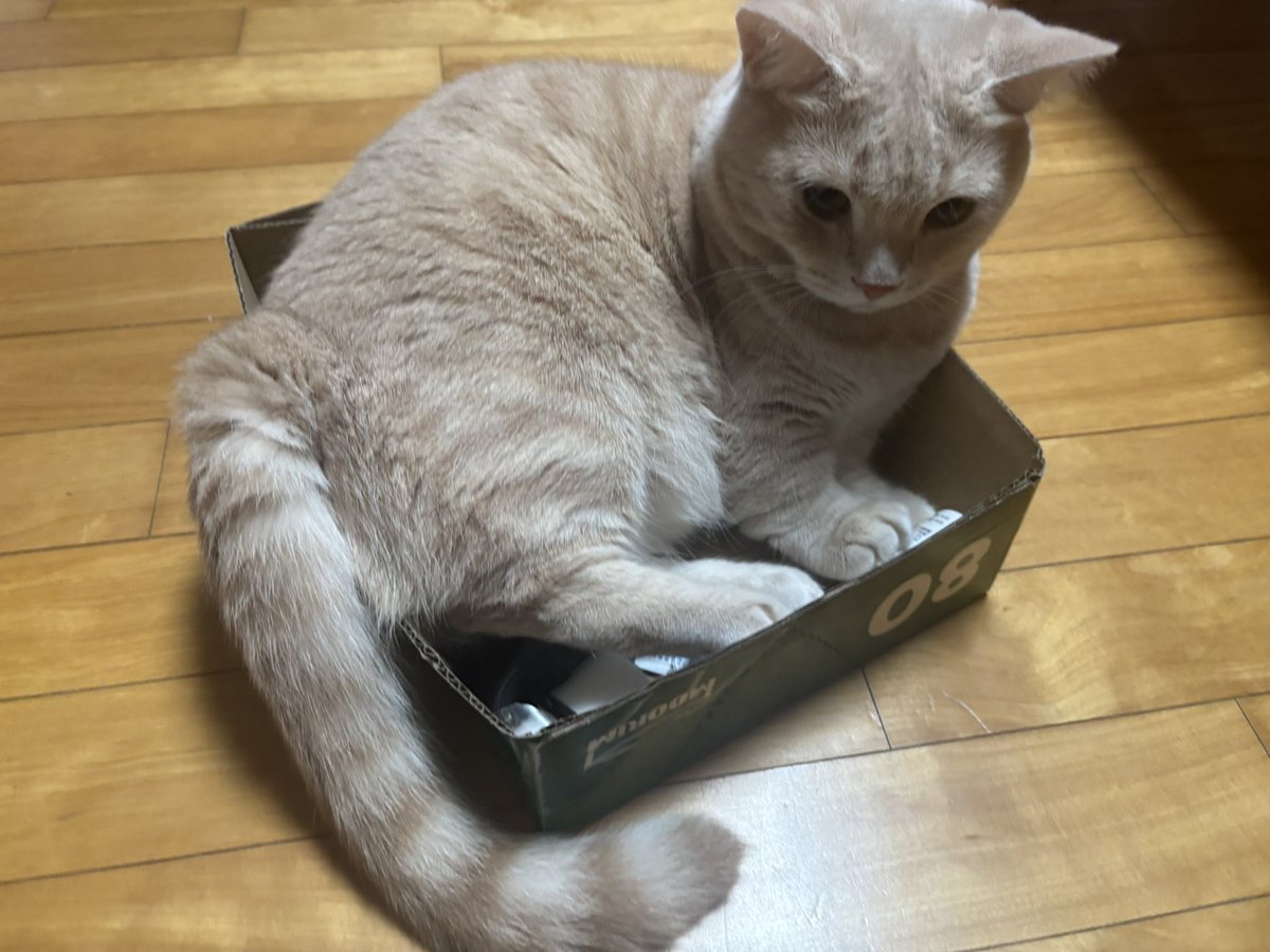 MisuTinal's tweet photo. @VRC_Elias 울집 야옹이로 컨셉 ㄱㄱ https://t.co/JRrtxGCluq