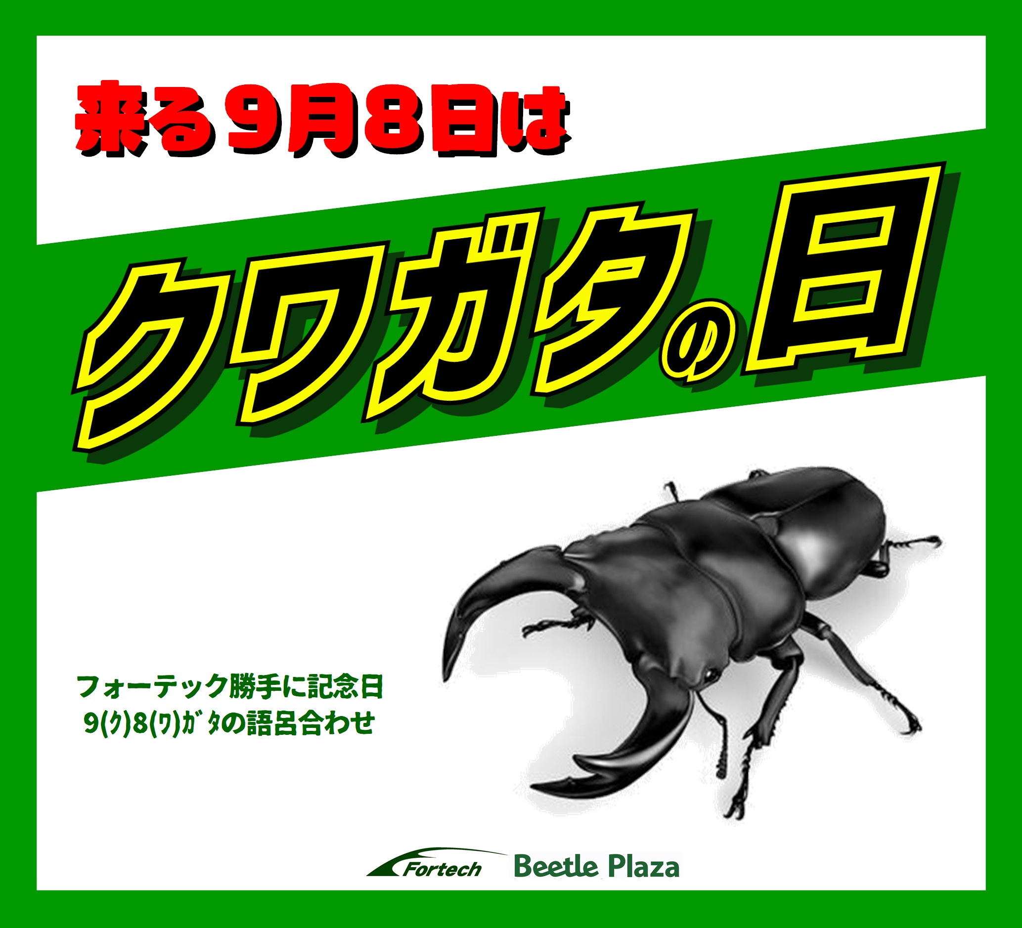 カブクワブリーダー 国産オオクワガタ オス 75~80mm 成虫 昆虫 オオクワガタ
