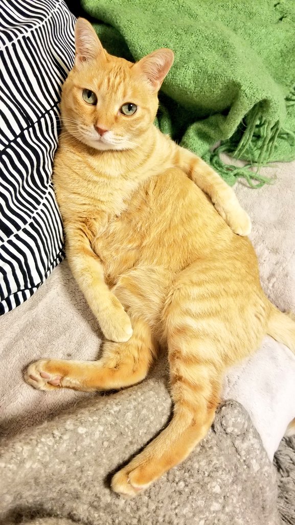 #茶トラ猫感謝の日
ずっとずっと大好きウメちゃん♡