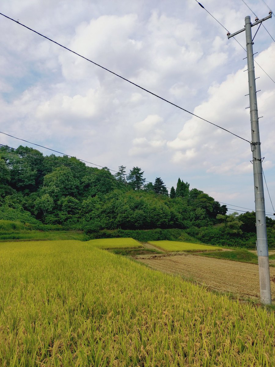四ヶ村の棚田（山形県大蔵村）
棚田に点在する蕎麦が満開で絶景だにゃ〜😙と眺めてたら、

🛻🧔「おう！何してんだー？」
と農家さんに遭遇。

今日から稲刈り始まったって！新米！新米！！