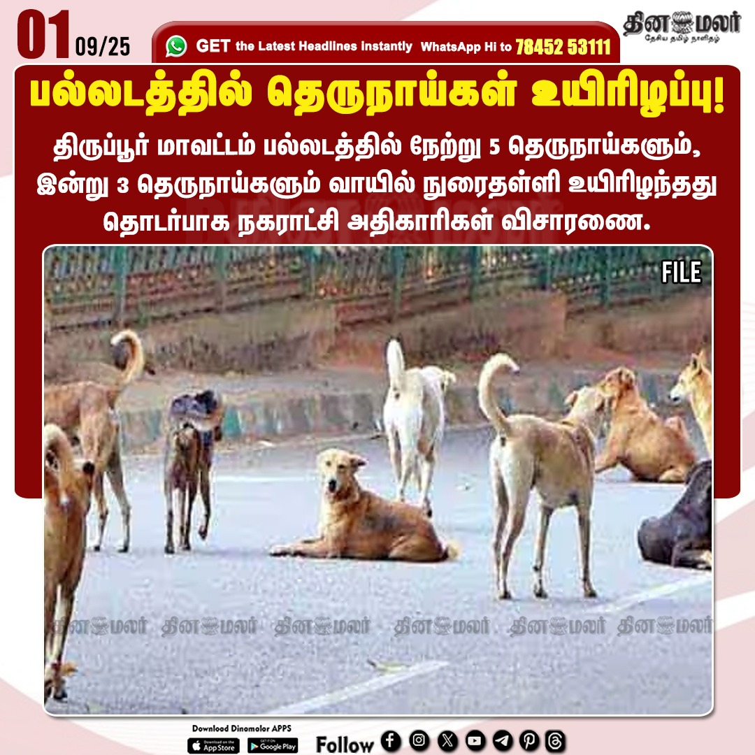dinamalarweb's tweet image. பல்லடத்தில் தெருநாய்கள் உயிரிழப்பு!
#straydogs | #Palladam  | #Tiruppur 
dinamalar.com