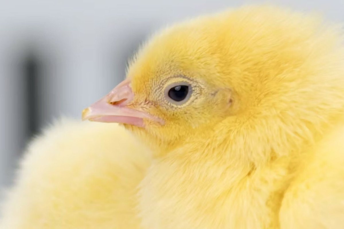 Poultry World_global tweet media