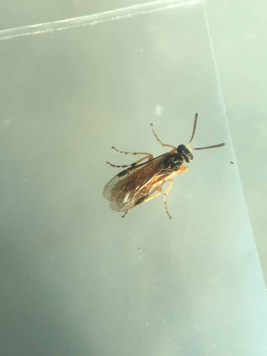 鶉亀虫 tweet media