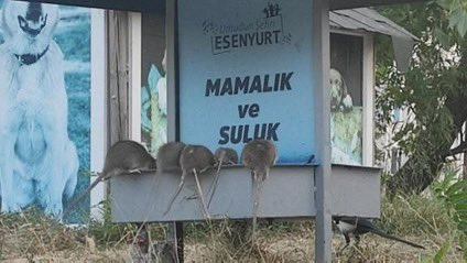 Hayvan sömüren: Kediler olmazsa fareler çoğalır, veba olur, sokakta kedi beslemeliyiz

O sırada fareler: Şapır şupur guluk guluk😋🐁🐀🐹

#sokaktabaşıboşolmaz