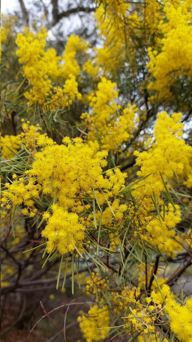 <a href="/KerstiSandstrom/">Kersti Sandström</a> 
Hi Kersti - our first day of Spring and the Australian Wattle is blooming😁
