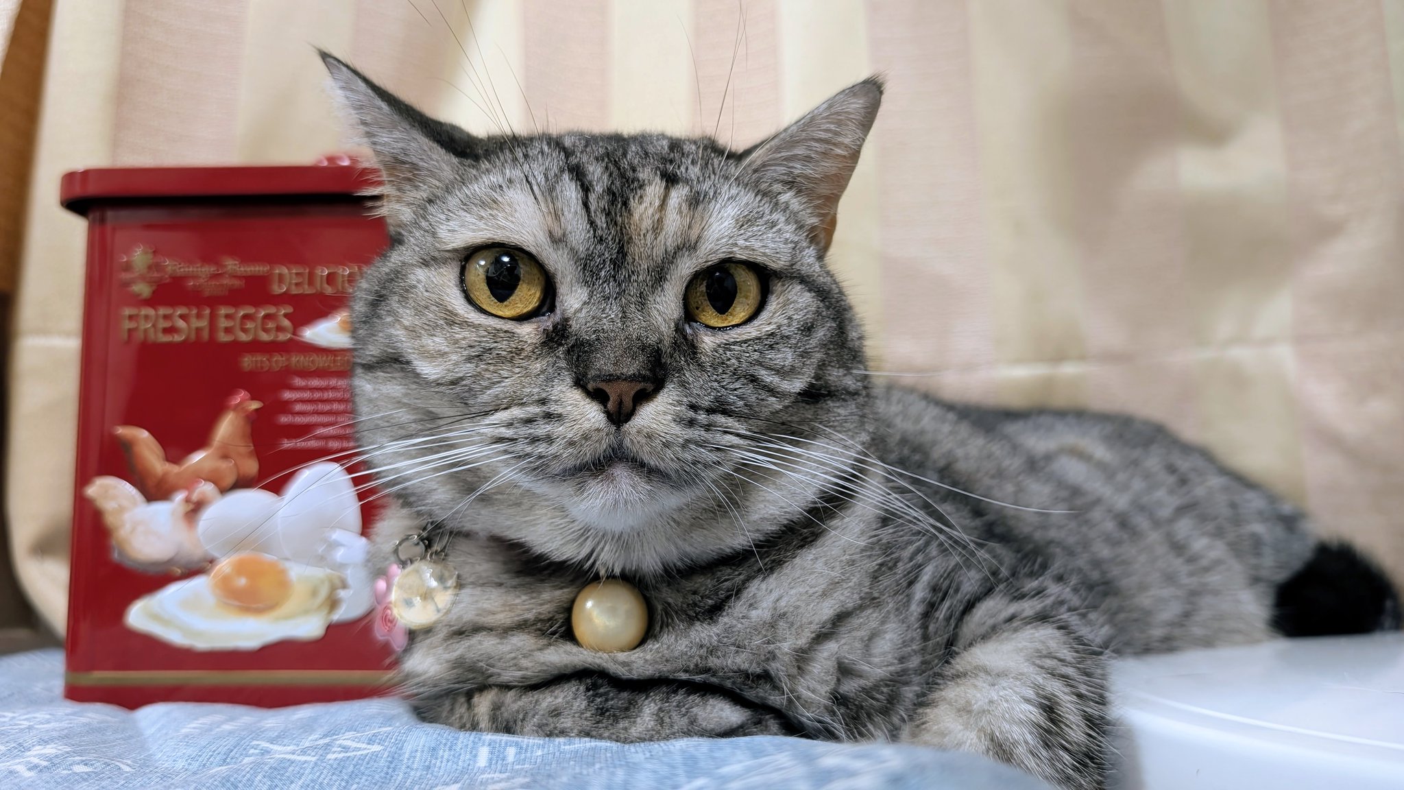 ねこさん  ねこさん⚡(ΦωΦ) on X: 