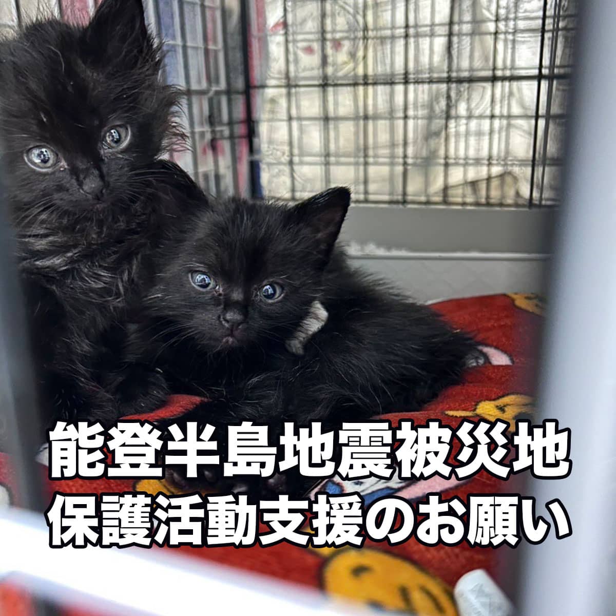 【能登半島地震 保護動物支援】
被災地にて保護活動をされている方へ物資をお届けしています。
状況報告についてはホームページもご参照ください。

tokyocatguardian.org/2024jishin/