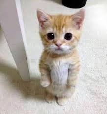 mostly_Lia's tweet photo. when you play against someone on epic and they have red death revoker and all blue armor https://t.co/0sgRpwRRHR