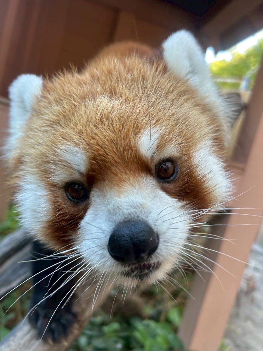 FRAGMENT - レッサーパンダ アニマルベース Red Panda レッサーパンダ - 姫路市 雑貨店 PORTUS