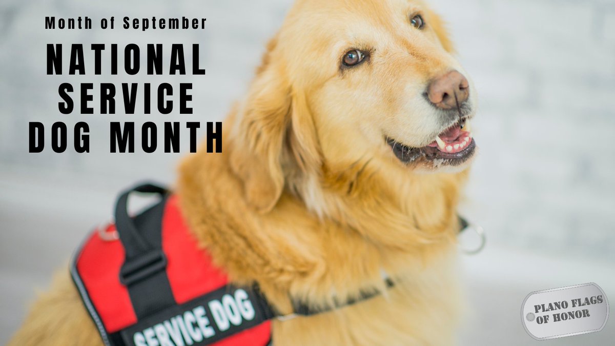 For many veterans, healing comes on four paws. This month, we celebrate service dogs who bring hope, independence, and healing. #NationalServiceDogMonth #PawsOfHonor #MilitaryStrong