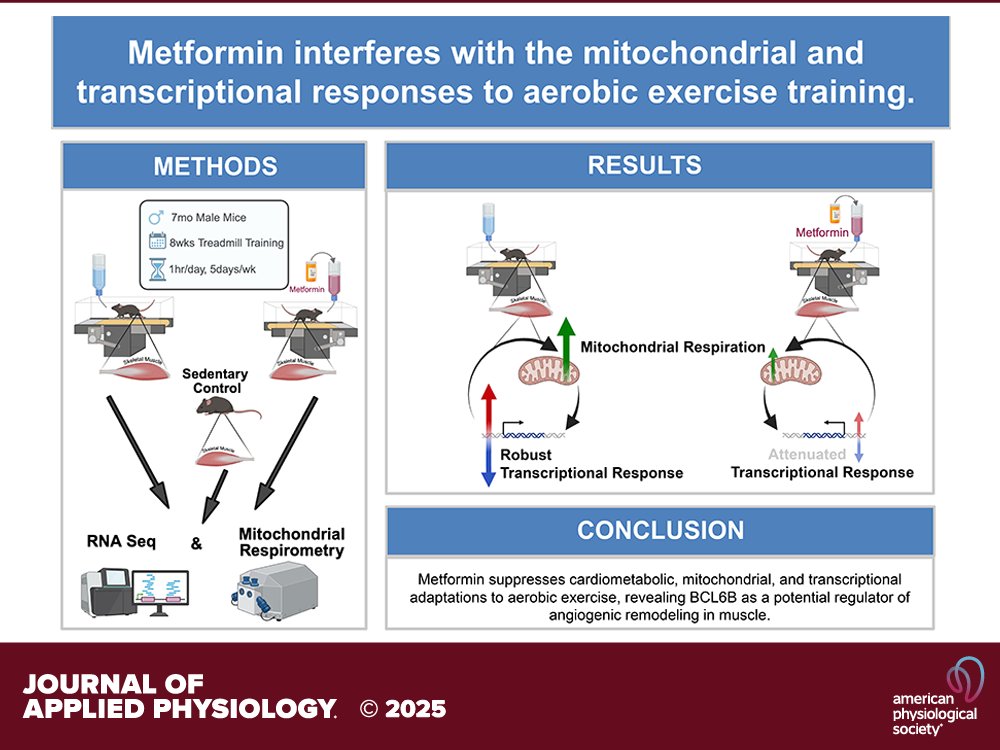 Journal of Applied Physiology (@japplphysiol) on Twitter photo Research Article by MD Bruss and CJ Elliehausen et al. (<a href="/UWMadison/">UW–Madison</a> <a href="/maml_UWMadison/">Musculoskeletal Aging and Metabolism Laboratory</a> <a href="/dmmint10/">Dennis Minton</a>) #Metformin suppresses the #mitochondrial and #transcriptional response to #exercise, revealing a conserved #BCL6B-associated #angiogenic program
ow.ly/W5Xp50WFfNZ Research Article by MD Bruss and CJ Elliehausen et al. (<a href="/UWMadison/">UW–Madison</a> <a href="/maml_UWMadison/">Musculoskeletal Aging and Metabolism Laboratory</a> <a href="/dmmint10/">Dennis Minton</a>) #Metformin suppresses the #mitochondrial and #transcriptional response to #exercise, revealing a conserved #BCL6B-associated #angiogenic program
ow.ly/W5Xp50WFfNZ