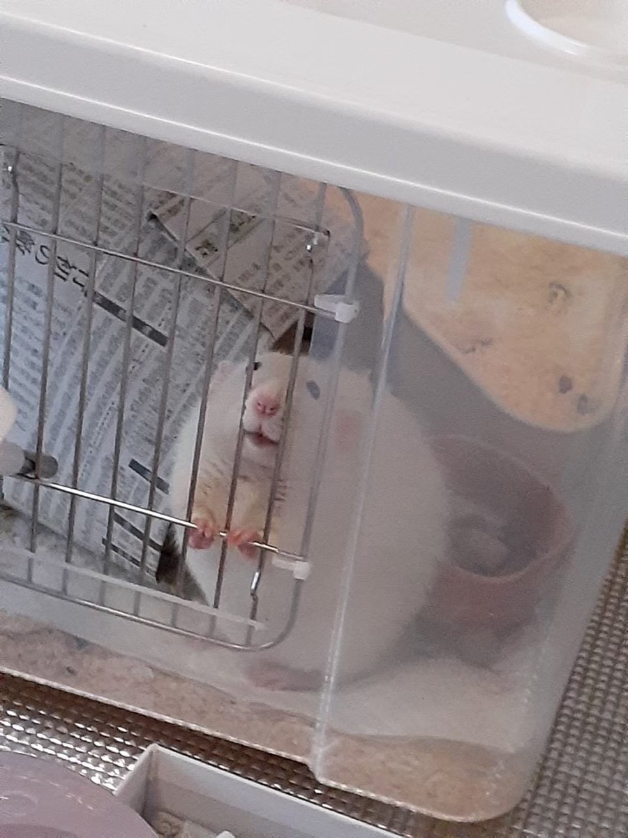 #みんなの丸も見せてほしい
何度でも載せる、第二形態おぽんぽんたさん