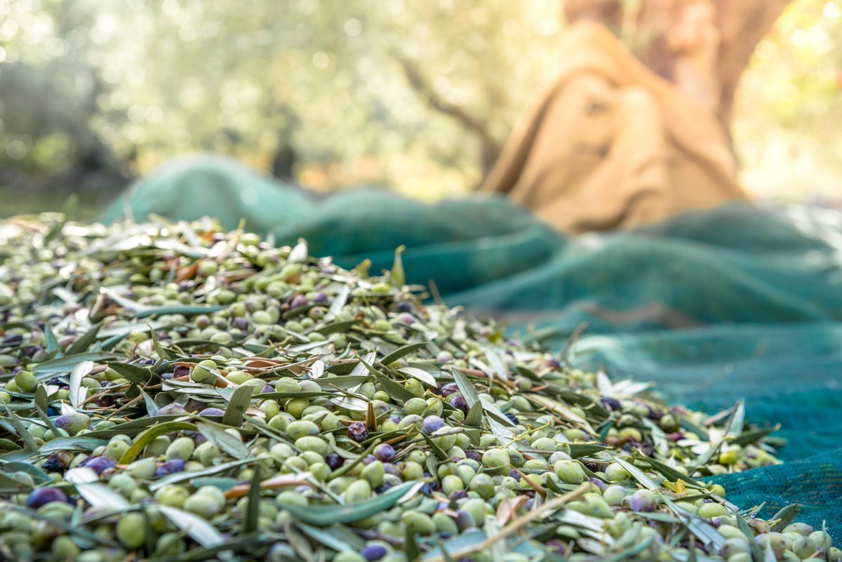 ✨Tecnologías de base biológica para una agricultura más sostenible
😃El modelo de red de BBioNets
oleorevista.com/texto-diario/m…