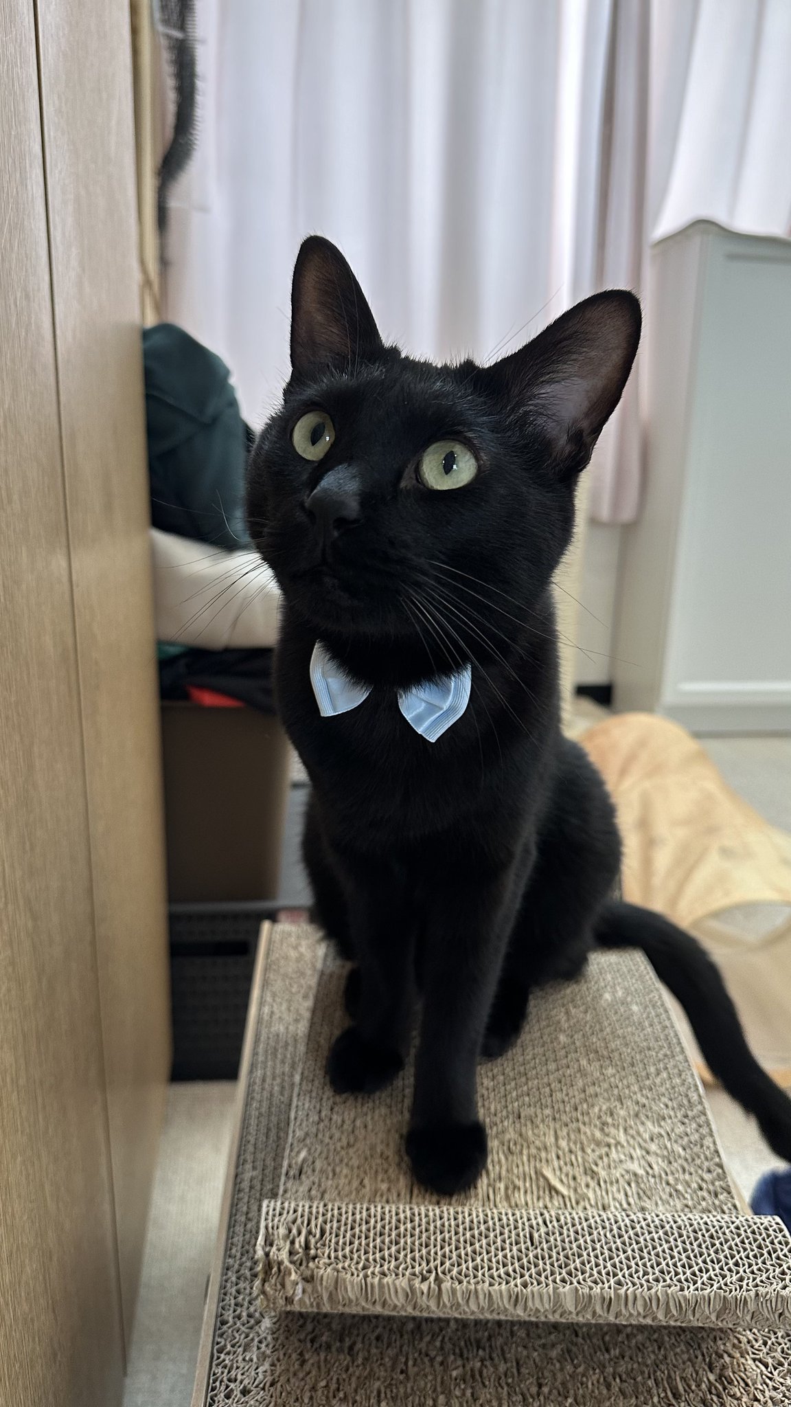黒猫トニー on X: 