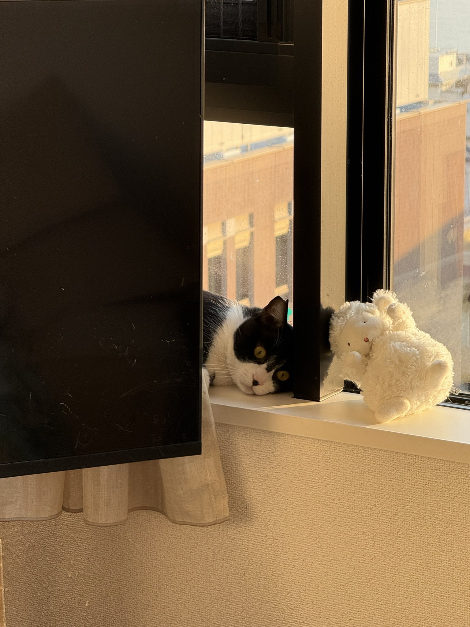 みけねこページ SangGon on X: 