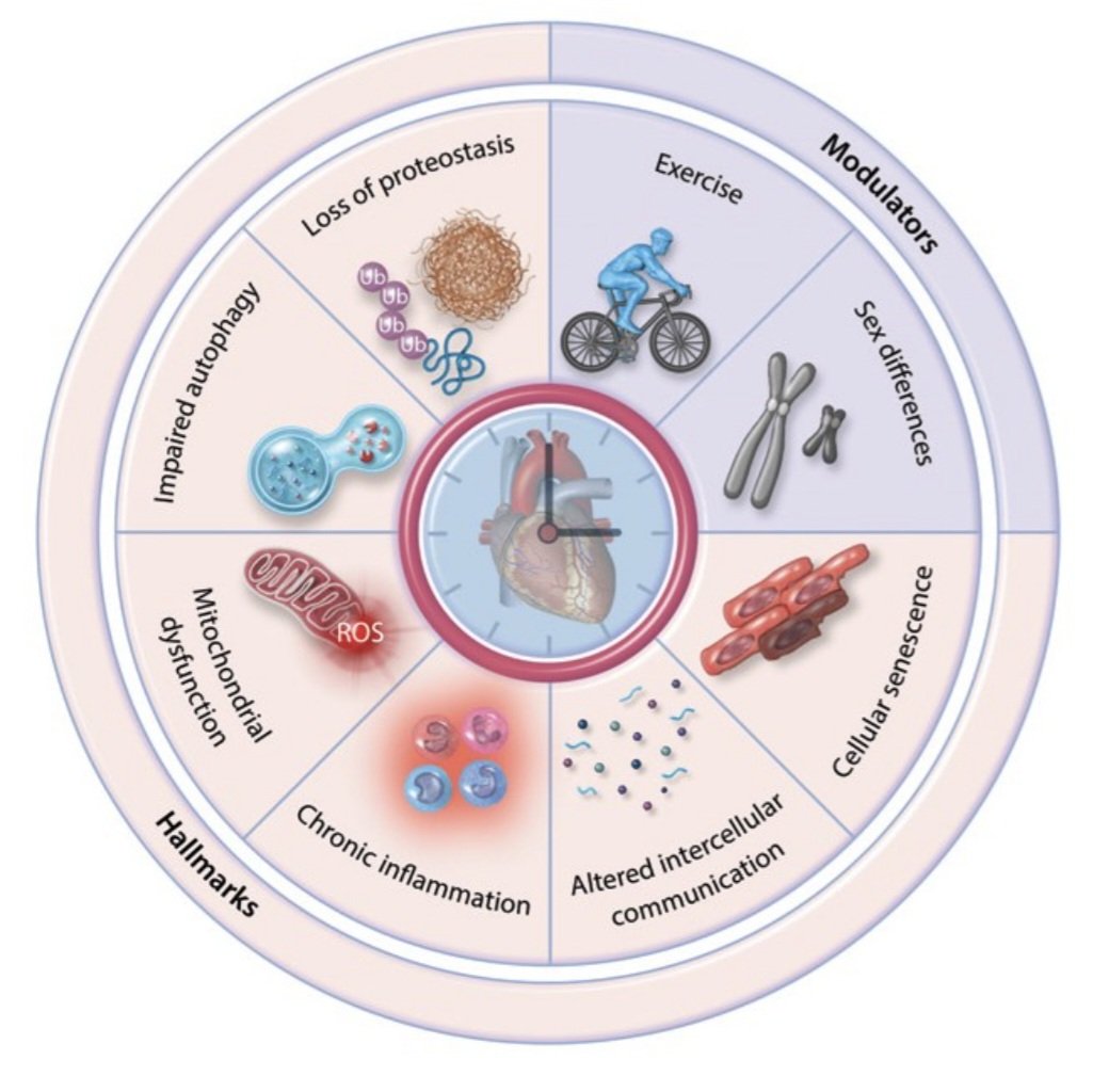 CVR_TomaszGuzik's tweet image. Discover more on #ageing and #cardiovascular health &amp;amp; disease in our NEW #CardiovascularResearch Spotlight Issue on Ageing published at #ESCCongress composed by Guest Editors Stefanie Dimmeler, Patrick Lacolley, &amp;amp; Maria Mittelbrunn
academic.oup.com/cardiovascres/…