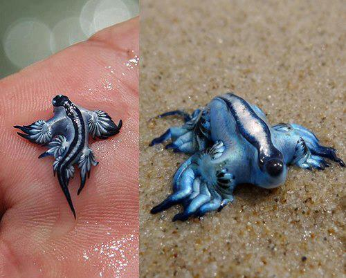 Blue dragons close more Spanish beaches! 

Tourists banned from three Costa del Sol beaches (Cala Verde, El Payazo, and Cala Siret in Villaricos) after venomous Glaucus atlanticus sightings. 

Stings can cause severe pain, vomiting, and allergic reactions. Experts link the surge