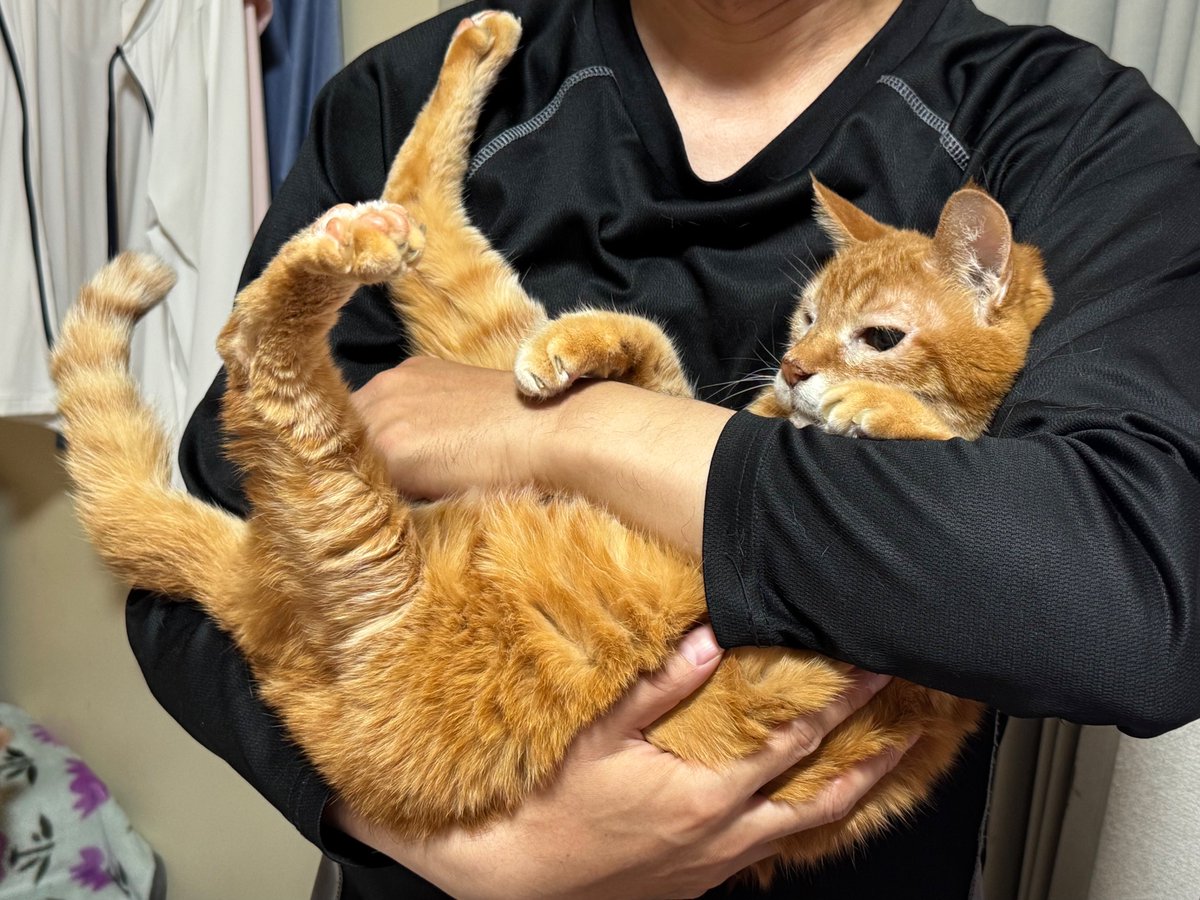 とらねこページ 2bjh8rl3fv_0.jpg