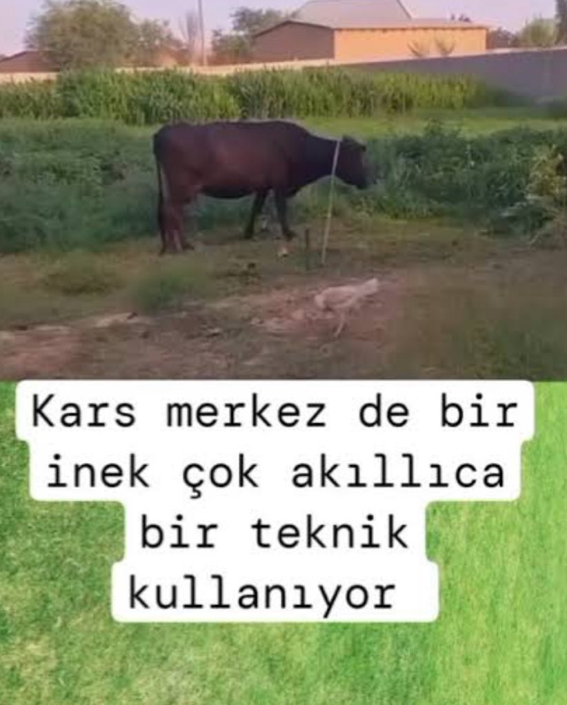 muratstark's tweet photo. @jacobiels https://t.co/vMKxUmvbmS